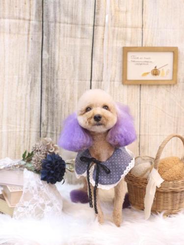 20241011ココちゃん